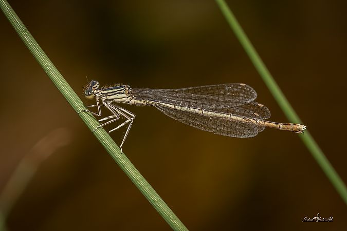 Platycnemis pennipes  - Barlotti Andrea
