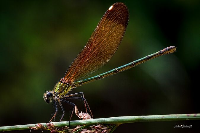 Copper Demoiselle  - Barlotti Andrea