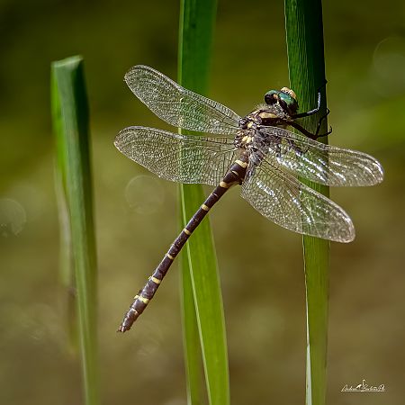 Cordulegaster boltonii  - Barlotti Andrea