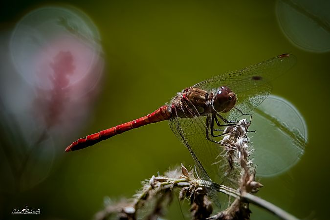 Sympetrum striolatum  - Barlotti Andrea