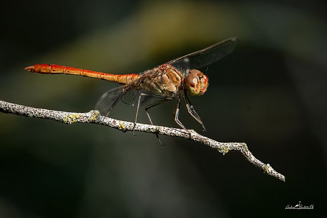 Sympetrum meridionale  - Barlotti Andrea