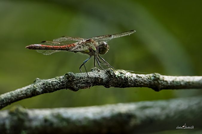 Sympetrum striolatum  - Barlotti Andrea
