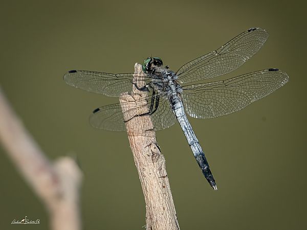 Orthetrum albistylum  - Barlotti Andrea