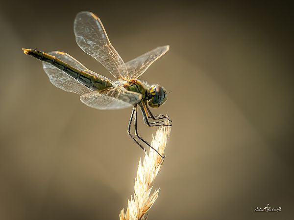 Sympetrum fonscolombei  - Barlotti Andrea