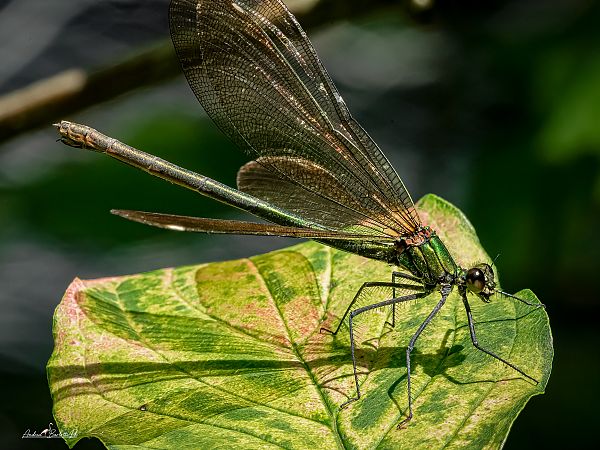 Calopteryx splendens  - Barlotti Andrea