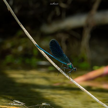 Calopteryx splendens  - Barlotti Andrea