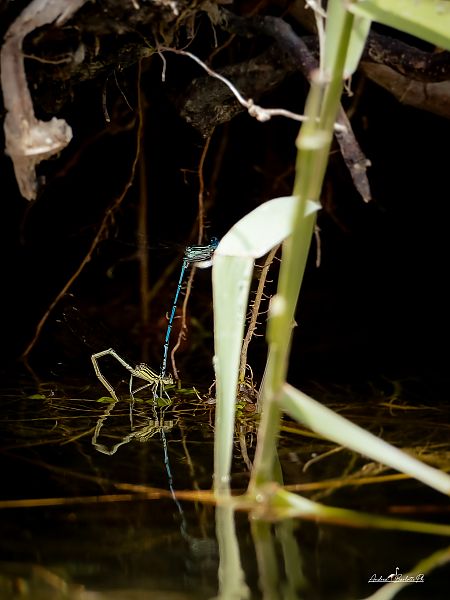 Platycnemis pennipes  - Barlotti Andrea