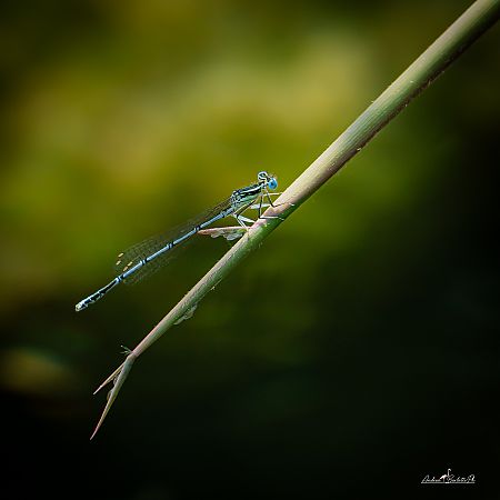 Blaue Federlibelle  - Barlotti Andrea