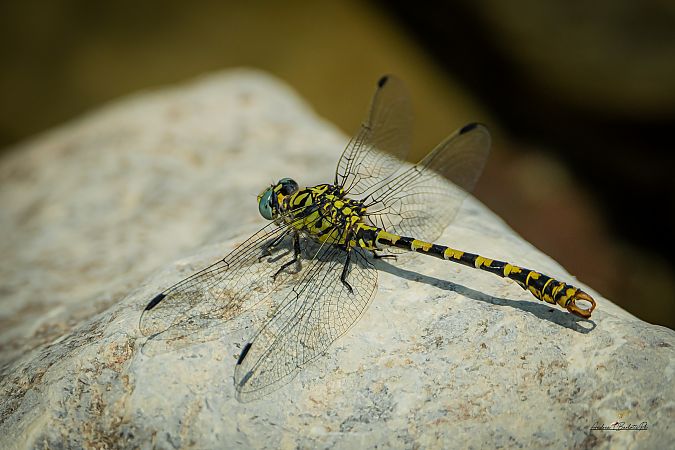 Onychogomphus forcipatus  - Barlotti Andrea
