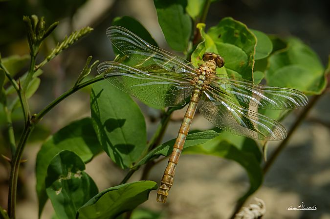 Kleine Zangenlibelle  - Barlotti Andrea
