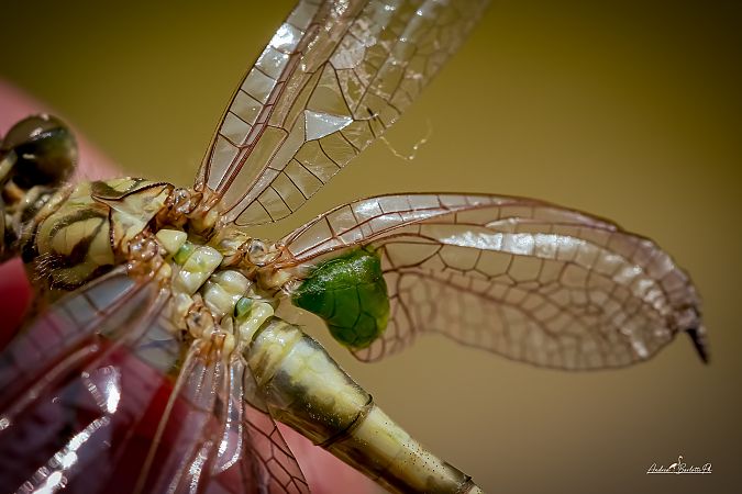 Onychogomphus forcipatus  - Barlotti Andrea
