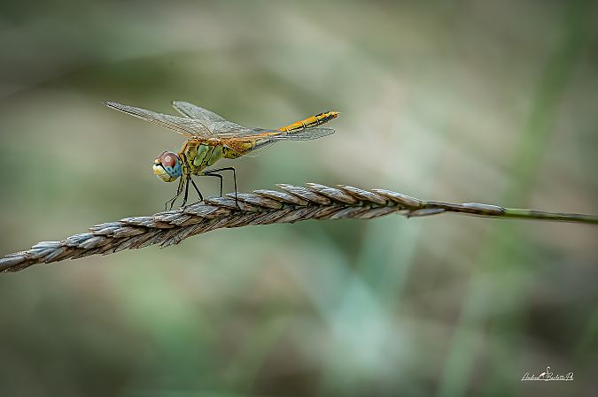 Sympetrum striolatum  - Barlotti Andrea