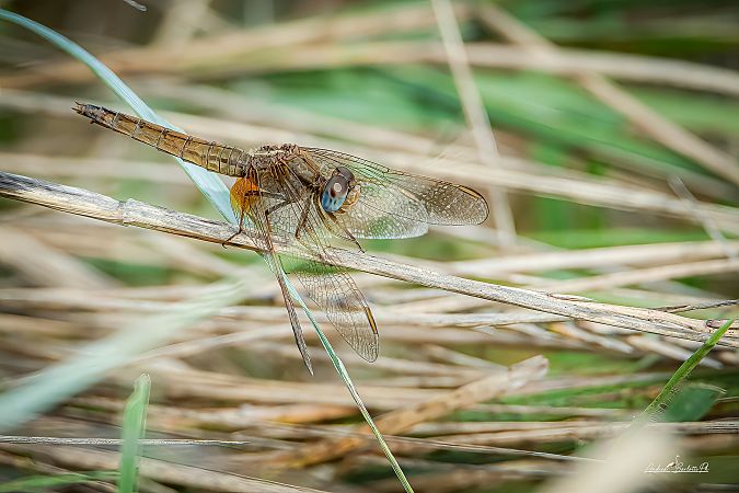 Crocothemis erythraea  - Barlotti Andrea