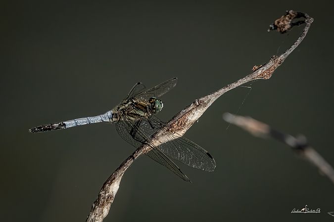 Orthetrum albistylum  - Barlotti Andrea