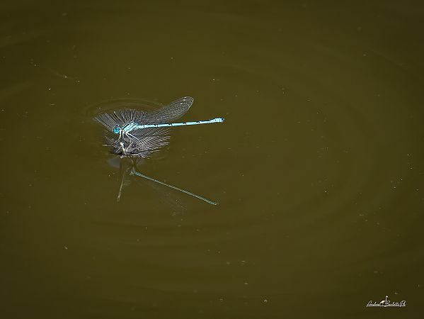 Erythromma lindenii  - Barlotti Andrea