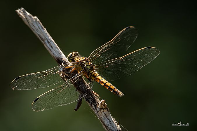 Orthetrum cancellatum  - Barlotti Andrea