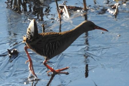 Porciglione  - Tiziana Ciaghi