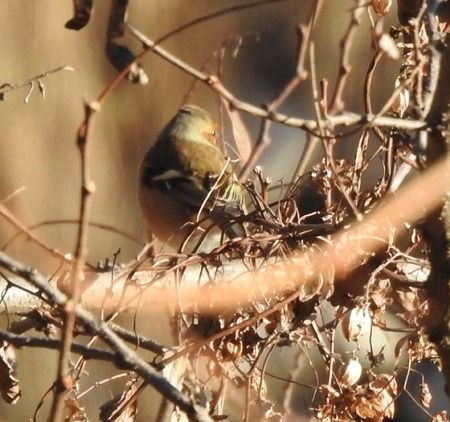 Fringuello  - Tiziana Ciaghi