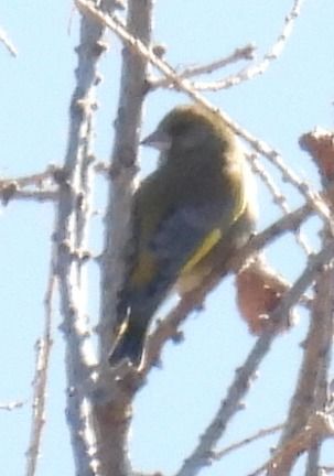 Verdone  - Tiziana Ciaghi