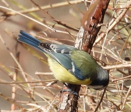 Cinciarella  - Tiziana Ciaghi