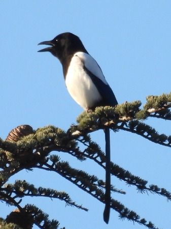 Gazza  - Tiziana Ciaghi