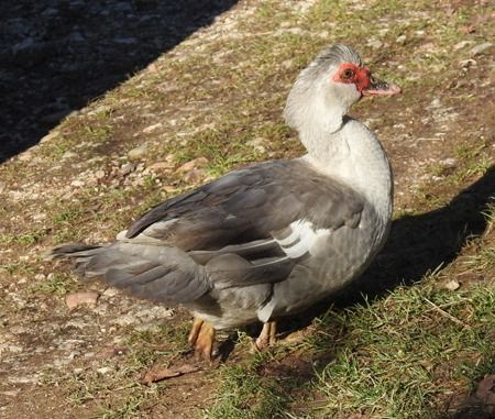 Anatra muta  - Tiziana Ciaghi
