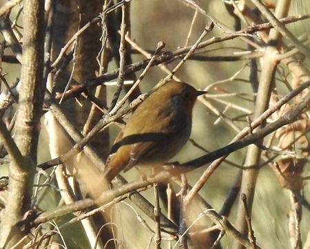 Pettirosso  - Tiziana Ciaghi