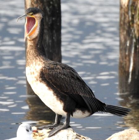 Cormorano  - Tiziana Ciaghi