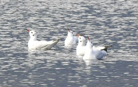Black-headed Gull  - Tiziana Ciaghi