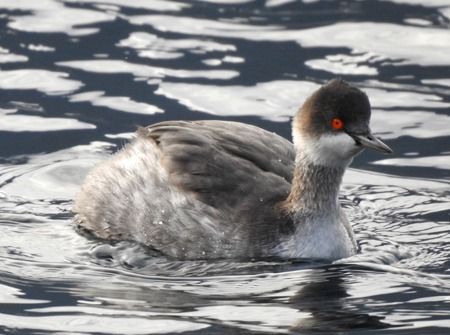 Svasso piccolo  - Tiziana Ciaghi