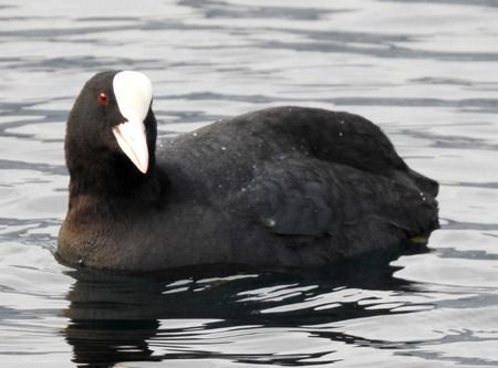 Folaga  - Tiziana Ciaghi