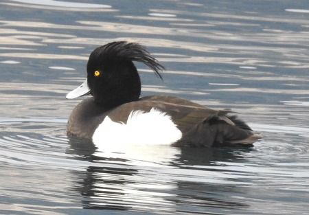 Tufted Duck  - Tiziana Ciaghi