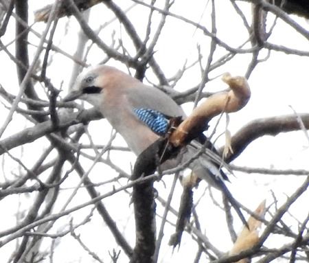 Ghiandaia  - Tiziana Ciaghi