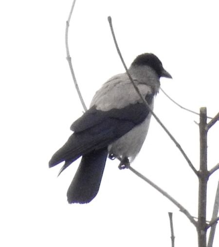 Cornacchia grigia  - Tiziana Ciaghi