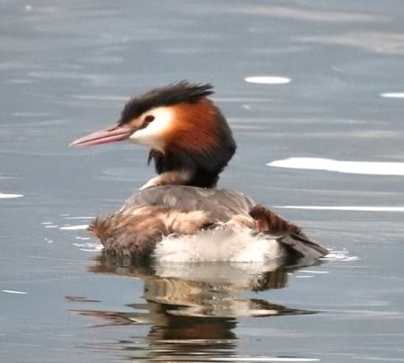 Svasso maggiore  - Tiziana Ciaghi