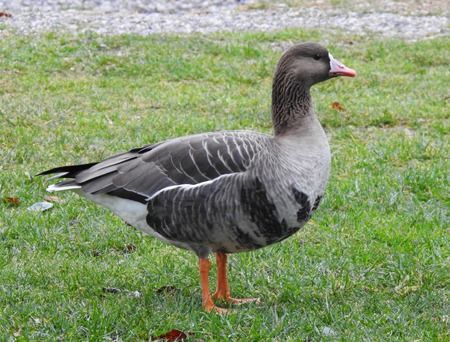 Oca lombardella  - Tiziana Ciaghi