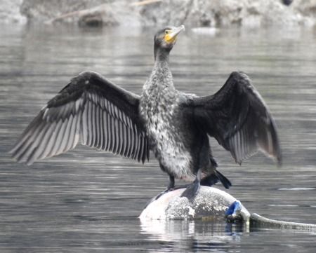 Cormorano  - Tiziana Ciaghi