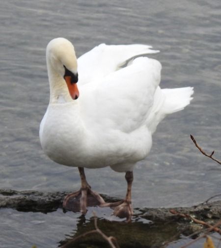 Cigno reale  - Tiziana Ciaghi