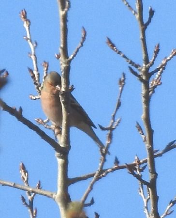 Fringuello  - Tiziana Ciaghi