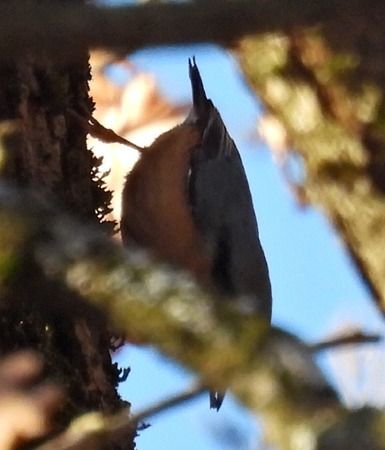 Picchio muratore  - Tiziana Ciaghi