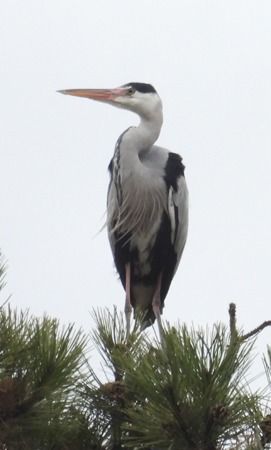 Héron cendré  - Tiziana Ciaghi