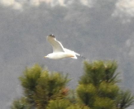 Gabbiano reale  - Tiziana Ciaghi