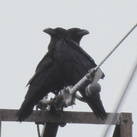 Corvo imperiale  - Tiziana Ciaghi
