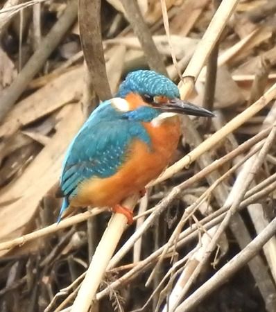 Martin pescatore  - Tiziana Ciaghi