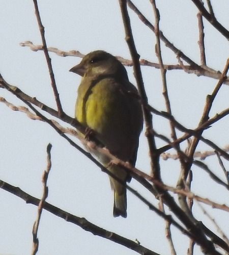 European Greenfinch  - Tiziana Ciaghi