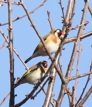 Cardellino  - Tiziana Ciaghi