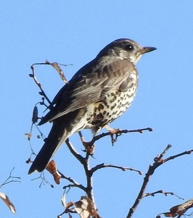 Tordela  - Tiziana Ciaghi