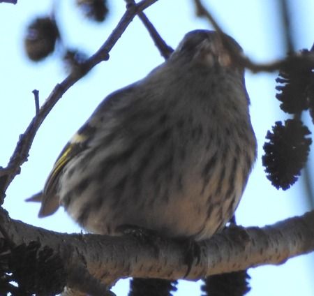 Lucherino  - Tiziana Ciaghi