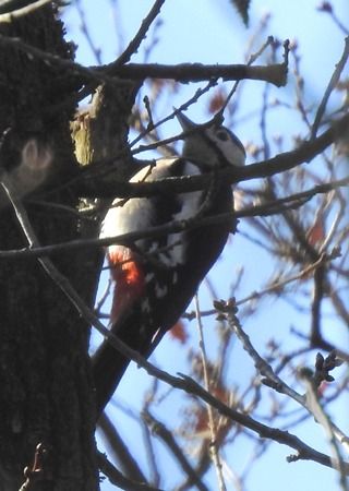 Picchio rosso maggiore  - Tiziana Ciaghi