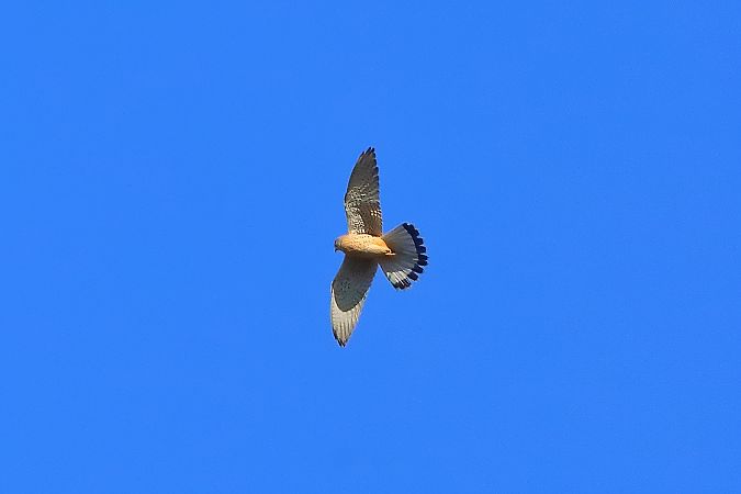 Common Kestrel  - Ferruccio Nava